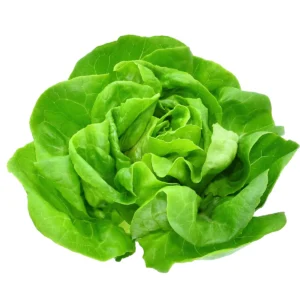 Butterhead Lettuce PC