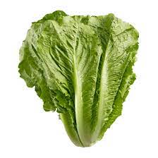 Romaine Lettuce PC